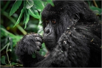 África y la activa cadena volcánica de Virunga. Su bosque endémica que alberga los últimos gorilas de montaña